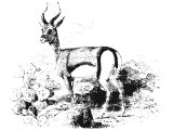 Roe or Gazelle (Antilope dorcas). Heb. Ya`LaH, TseBI, TseBIaH